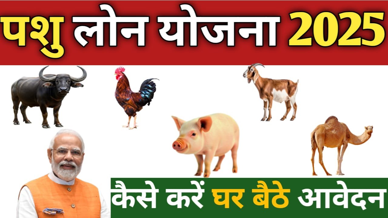 Pasu loan yojana