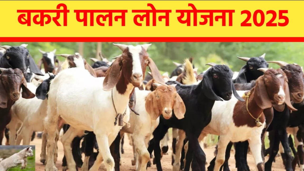 बकरी पालन लोन योजना 2025