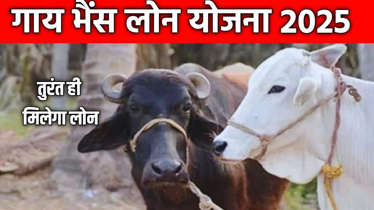 गाय भैंस लोन योजना 2025